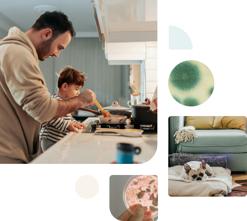 Collage of home interiors and a petri dish mold sample