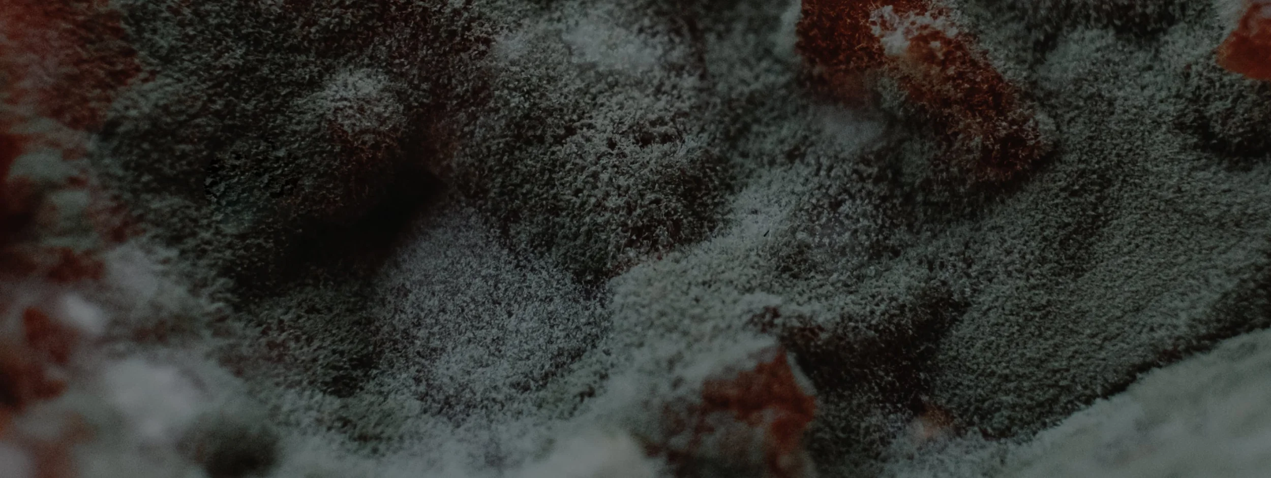 Black mold growing on a damp interior wall