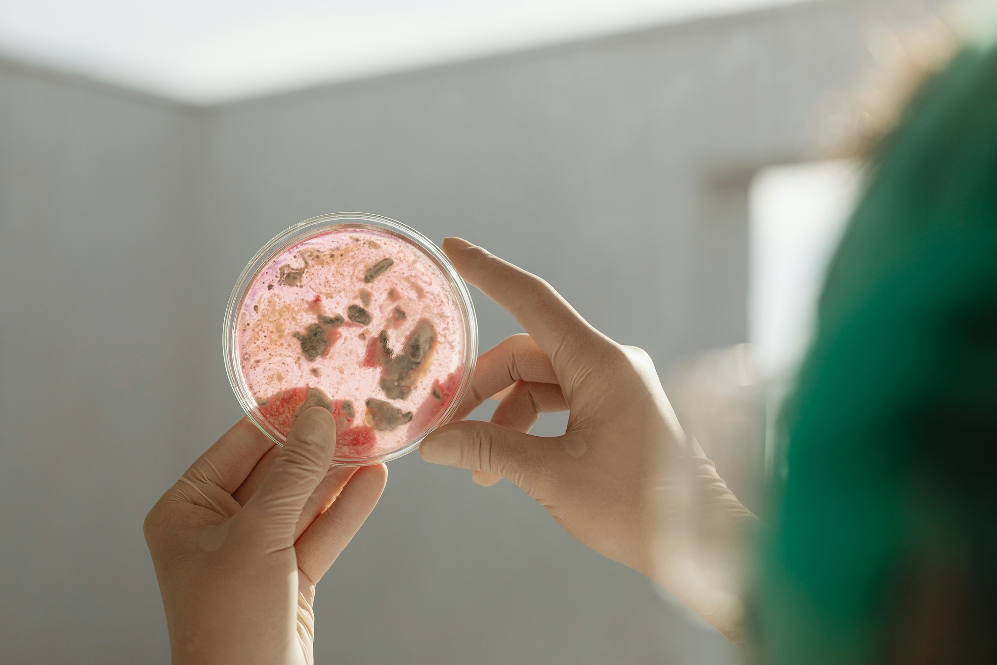 A lab scientist analyzing a petri dish with mold growth, ensuring accurate results for a Salt Lake City mold inspection and reliable air quality testing.